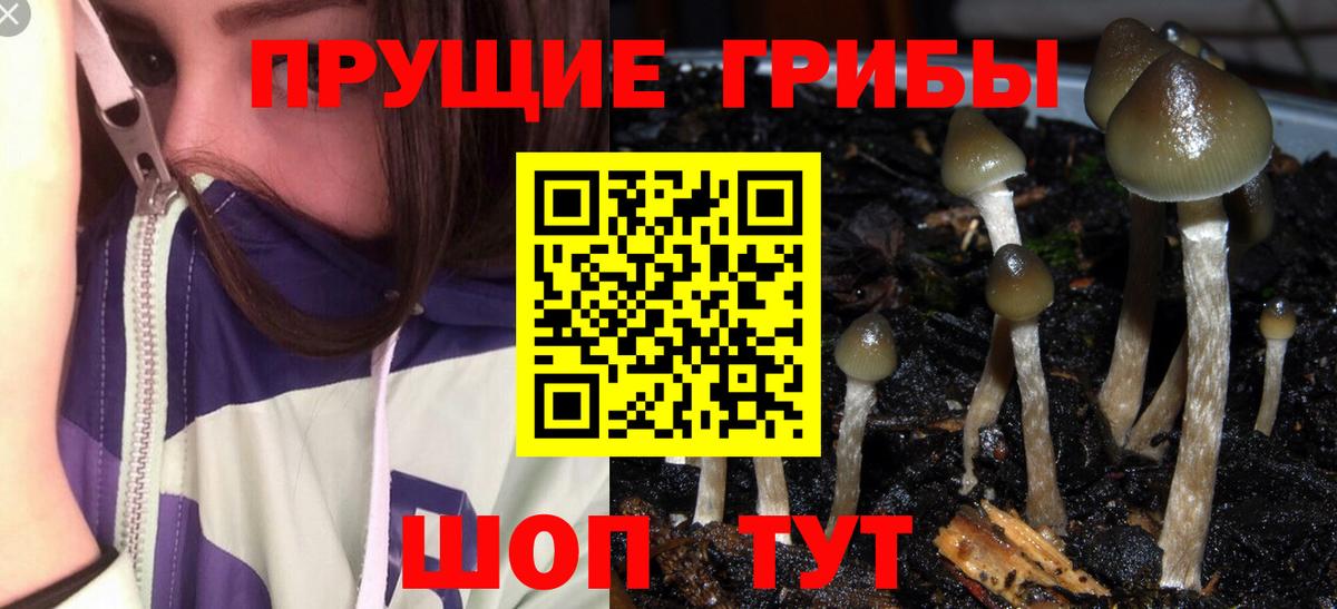 Галлюциногенные грибы Psilocybe  Вход с VPN  Урюпинск 